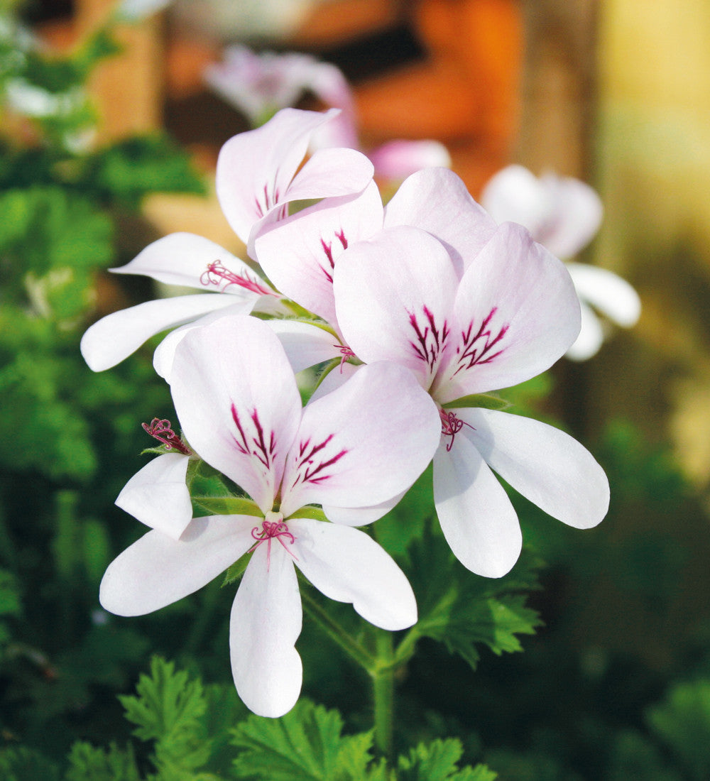 Pelargonium 'Prince of Orange' (Scented)