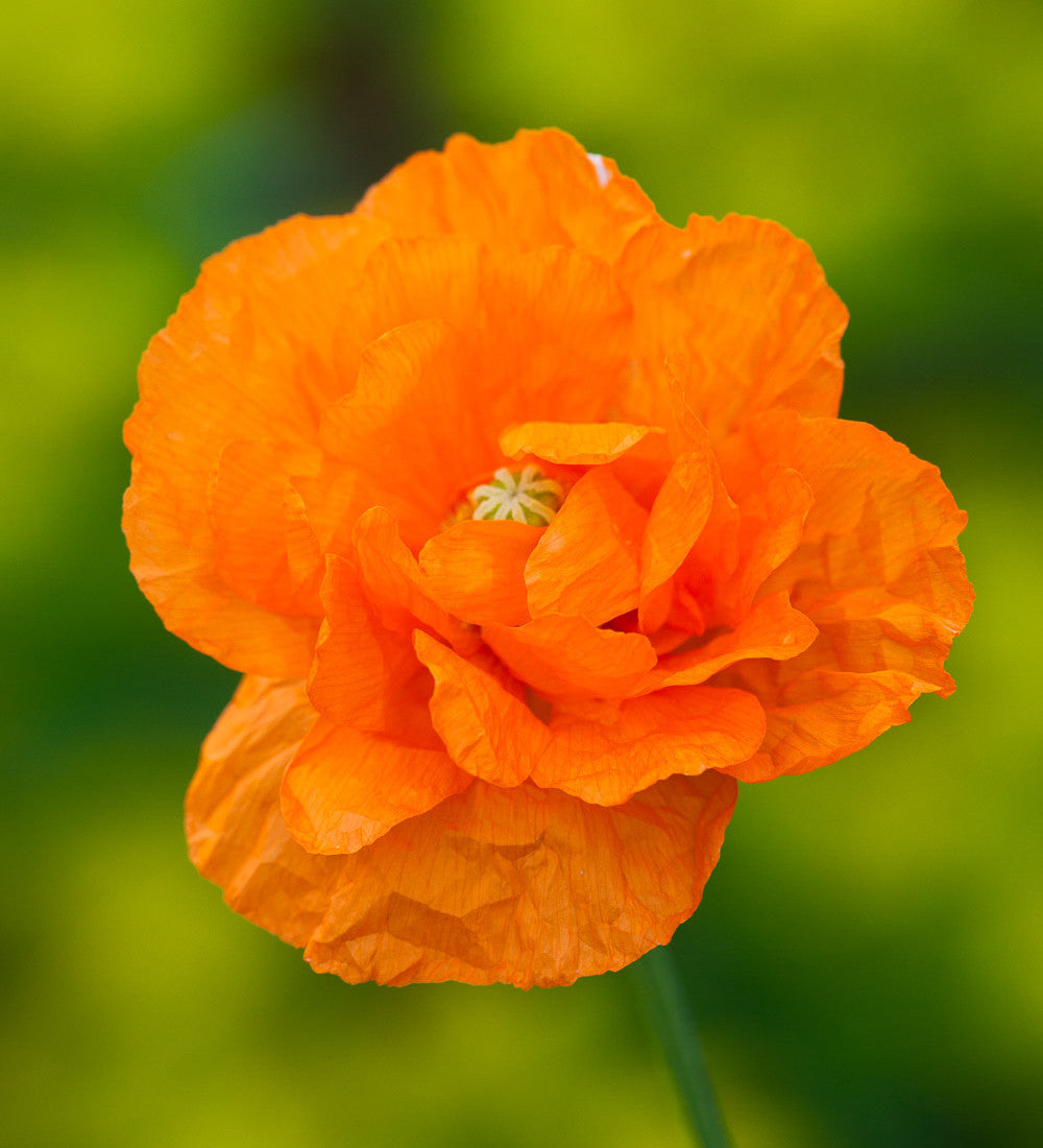 Papaver rupifragum 'Orange Feathers'