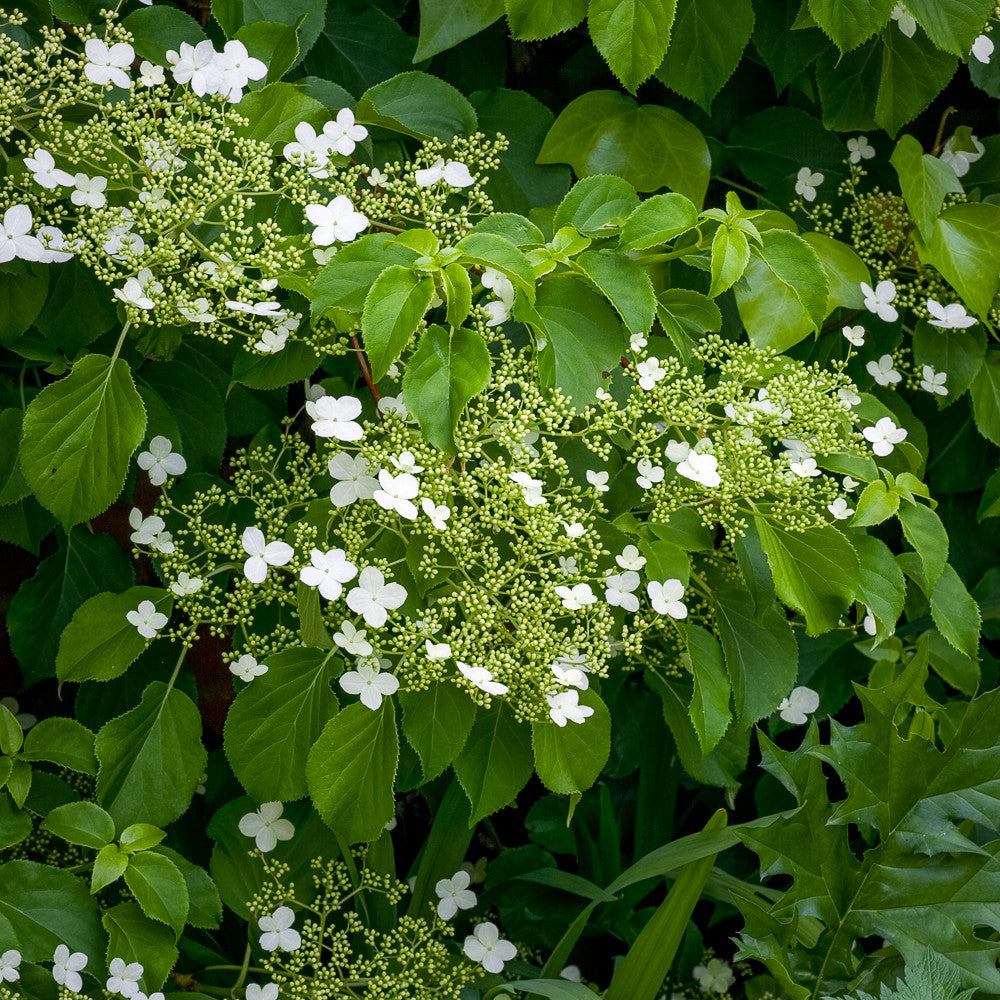 Hydrangea anomala subsp. petiolaris