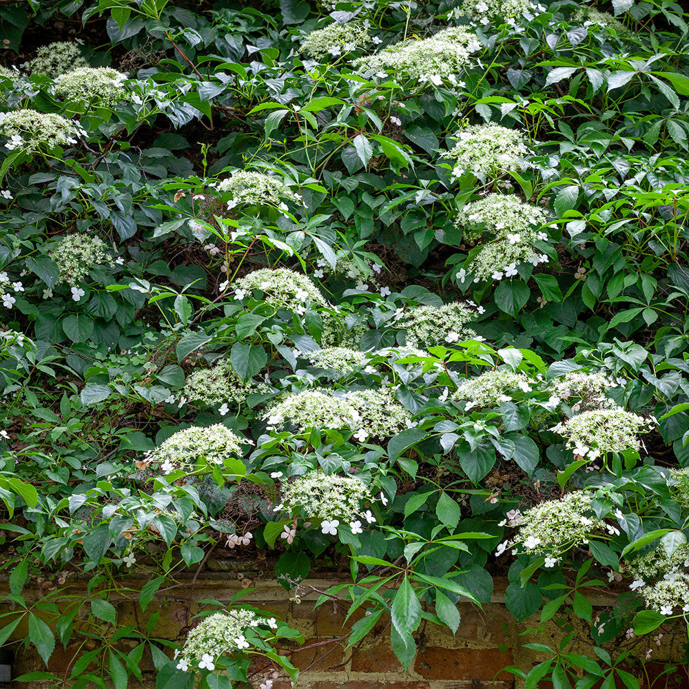 Hydrangea anomala subsp. petiolaris