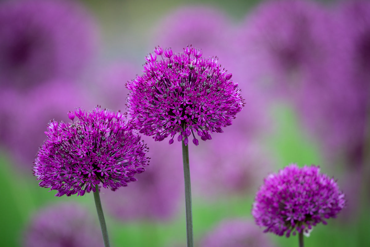 How to plant, grow & care for alliums | Sarah Raven