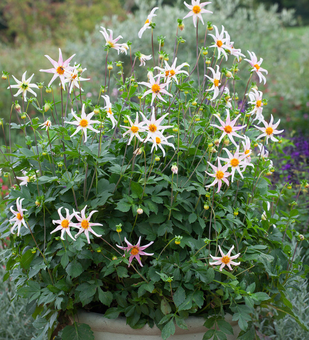 Dahlia 'Honka Fragile'
