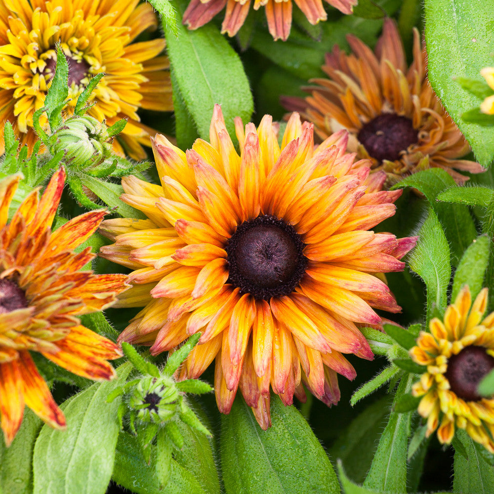 Rudbeckia hirta 'Sahara Mix'