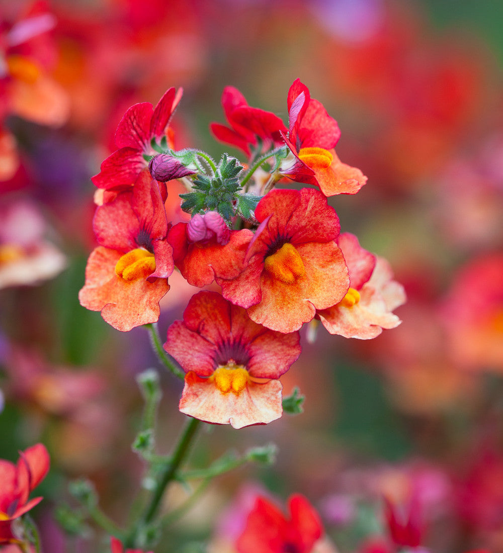 Nemesia 'Sunsatia Plus Papaya'