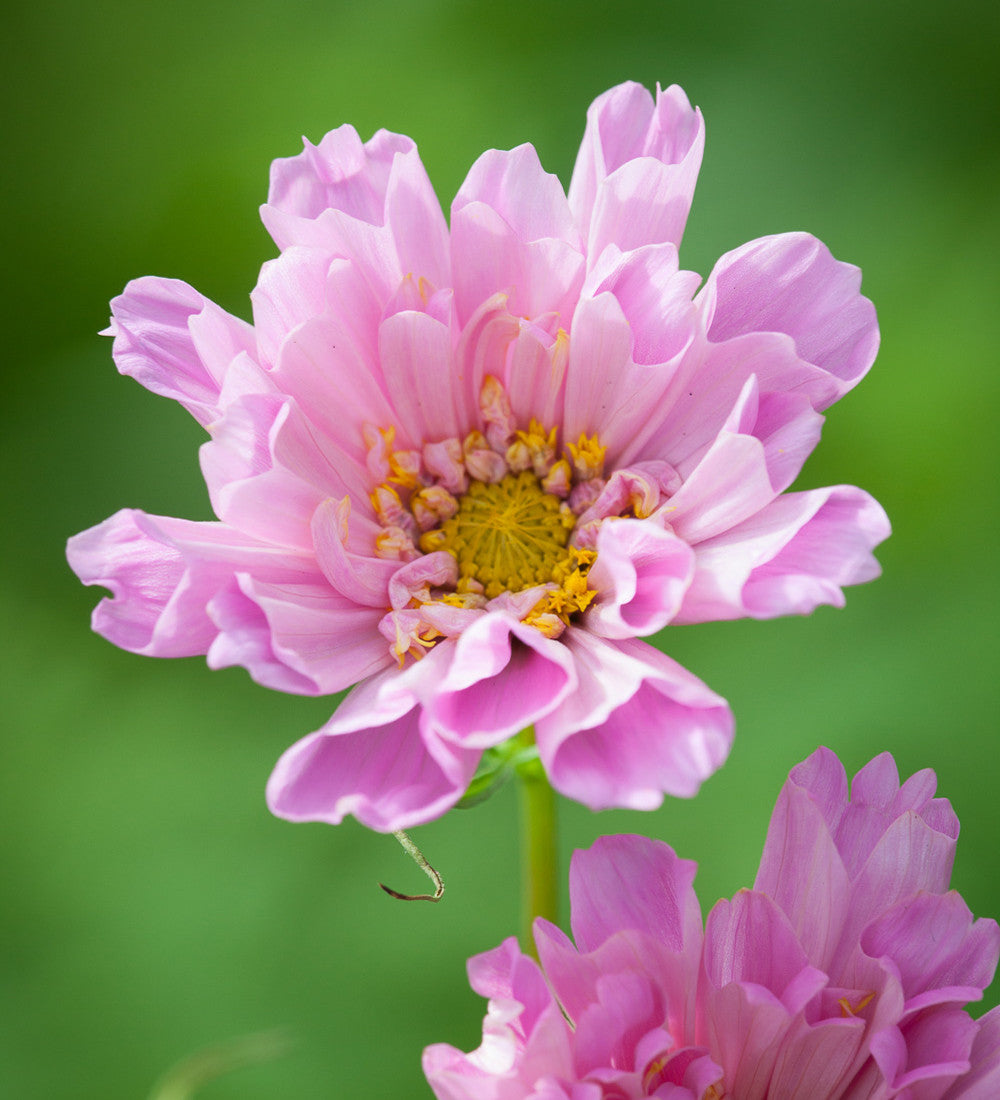 Cosmos bipinnatus 'Double Click Rose Bonbon'