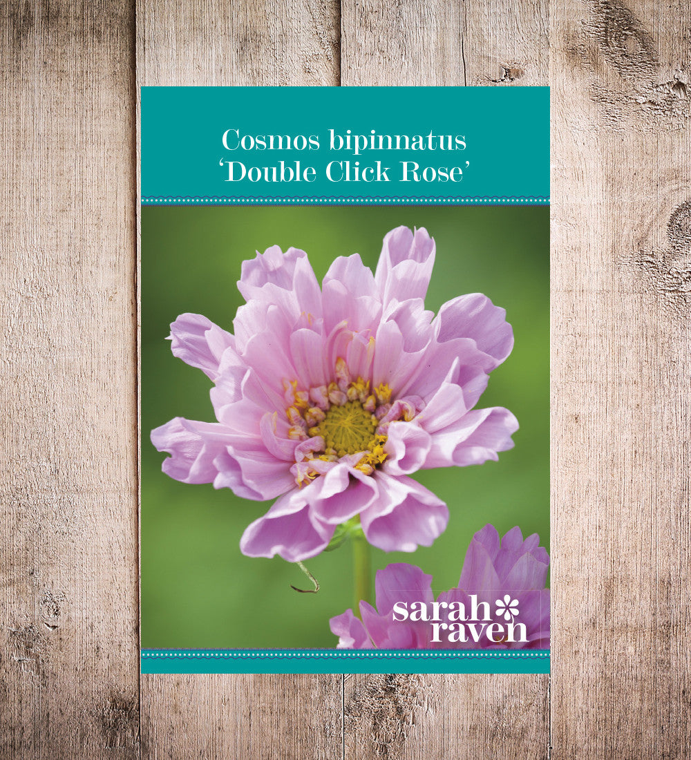 Cosmos bipinnatus 'Double Click Rose Bonbon'