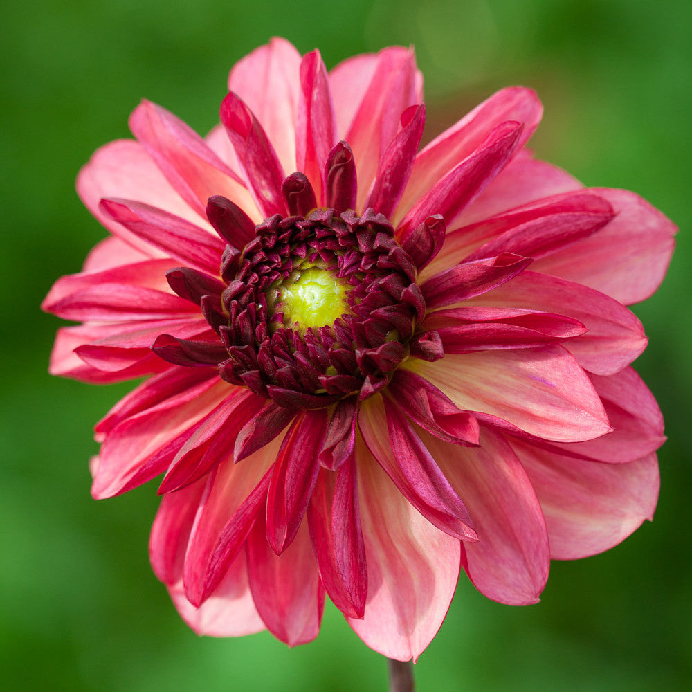 Dahlia 'Bacardi'
