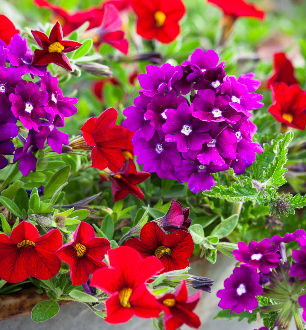 Buy Amethyst and Ruby Container Collection | Sarah Raven