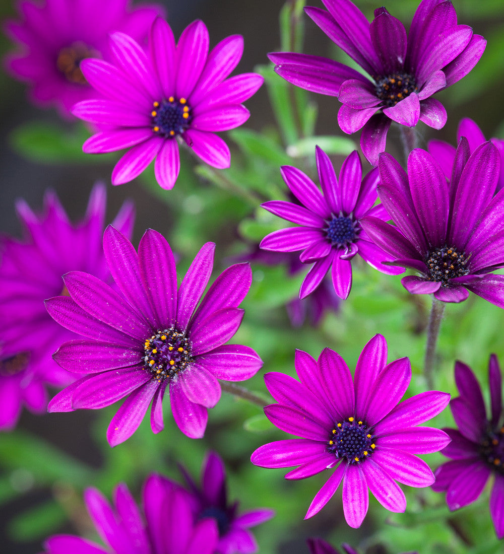 Osteospermum jucundum 'Tresco Purple'