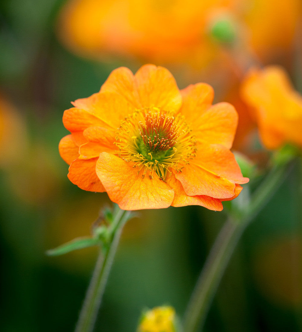Buy Geum 'Totally Tangerine' Plants | Sarah Raven