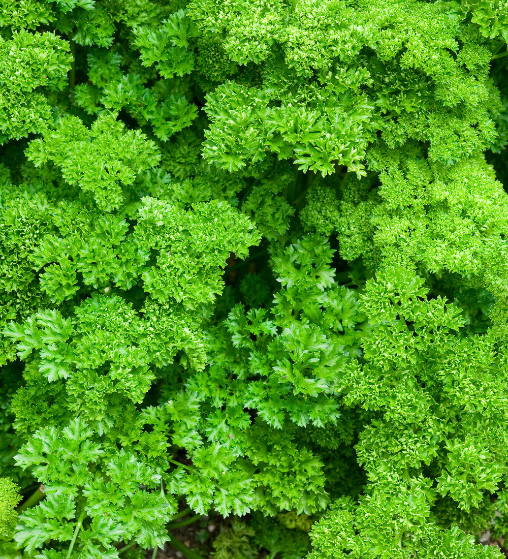 Parsley 'Moss Curled'