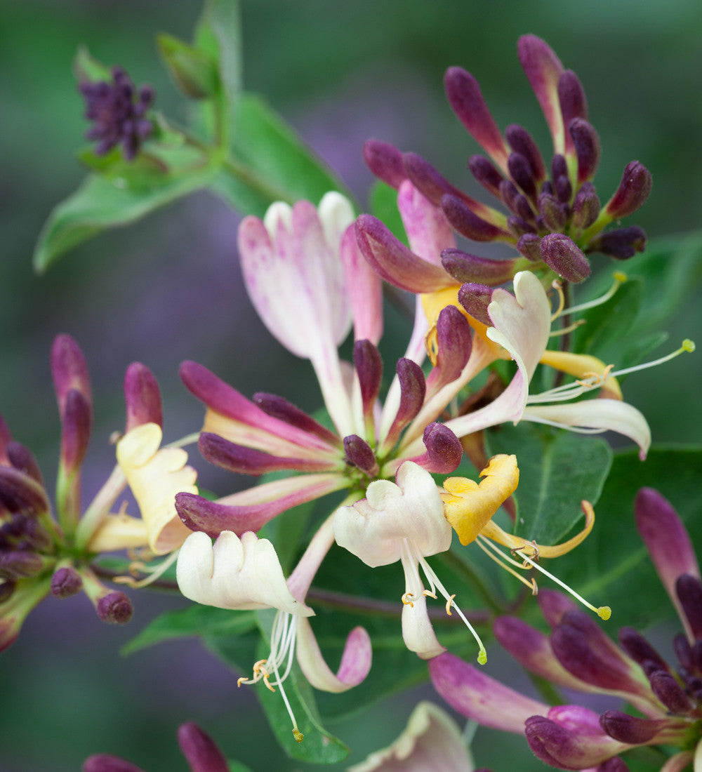 Lonicera periclymenum 'Chic et Choc'