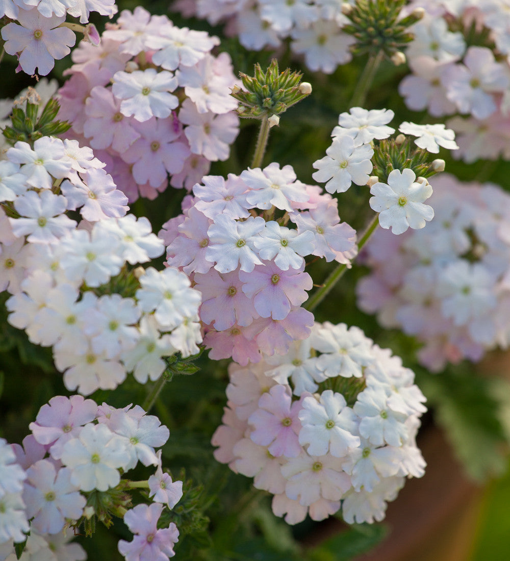 Butterfly Pink Pot Collection