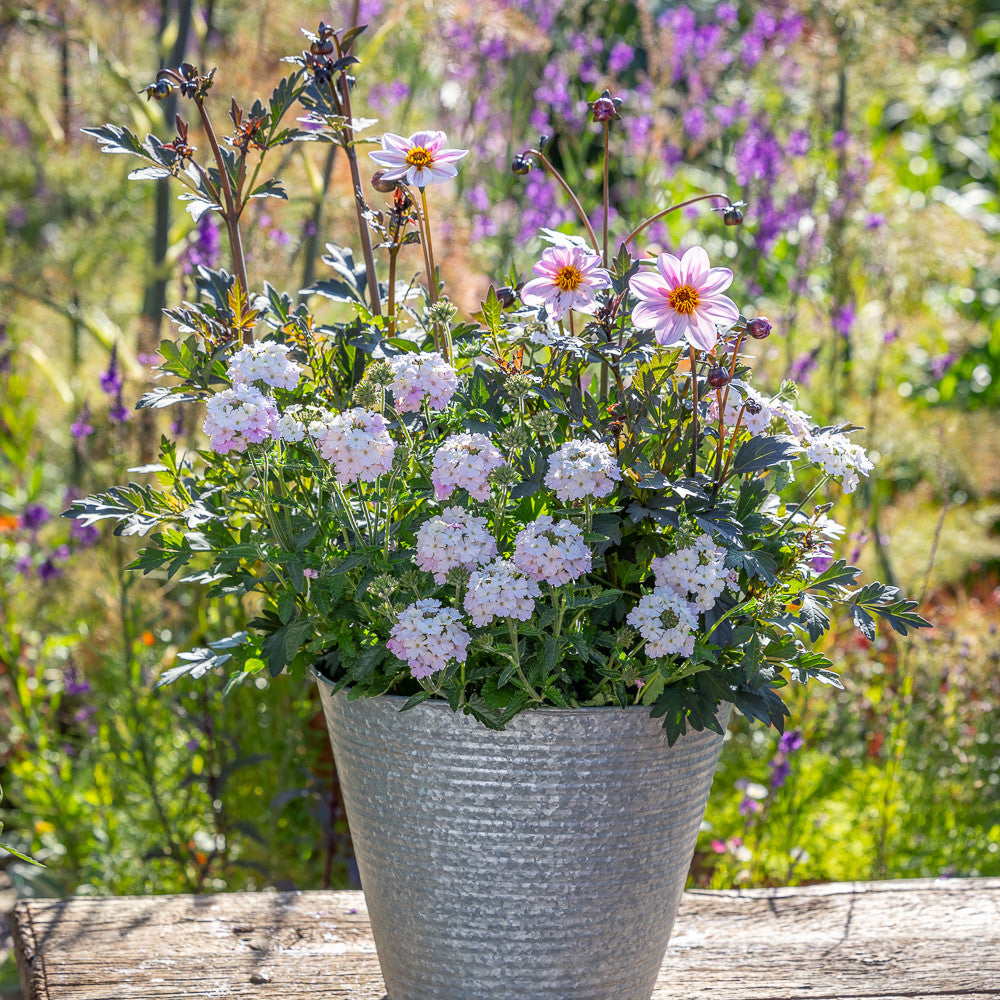 Butterfly Pink Pot Collection