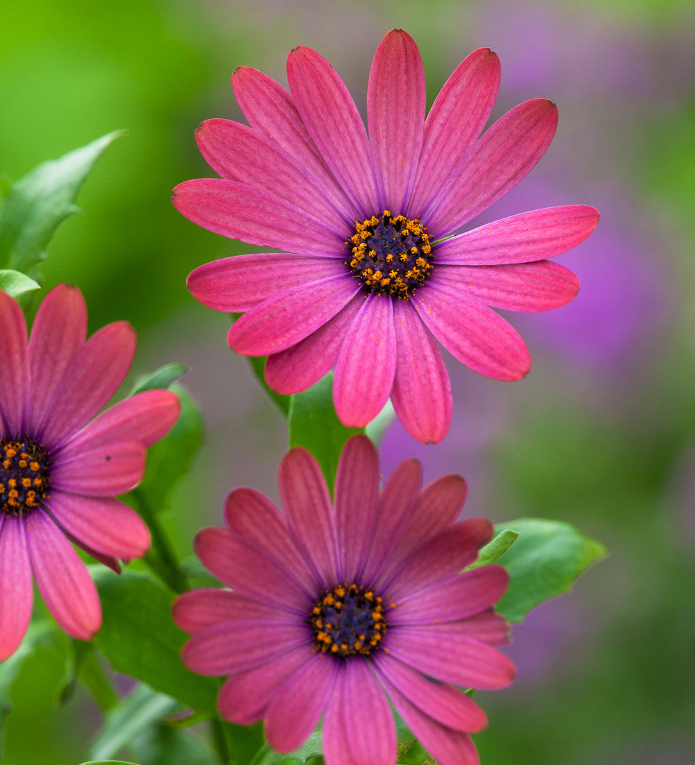 Smoky Window Box Collection