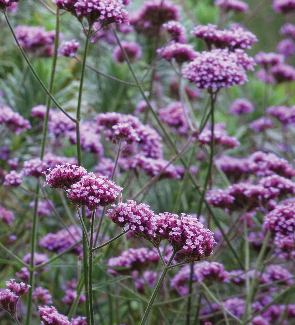 Smoky Window Box Collection
