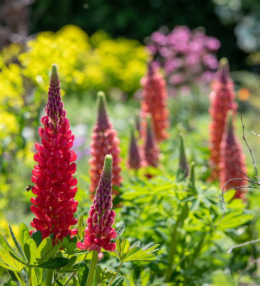 Lupinus 'Terracotta' (Westcountry Series)