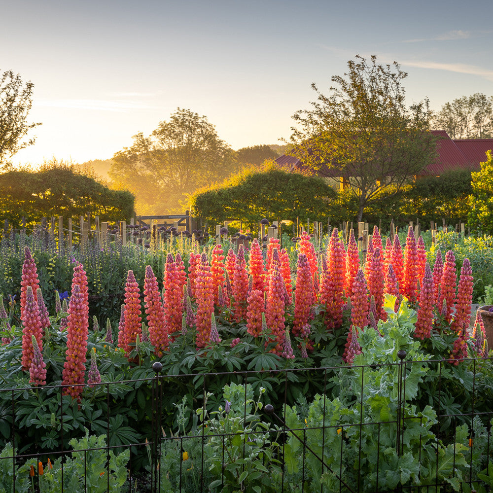 Lupinus 'Terracotta' (Westcountry Series)