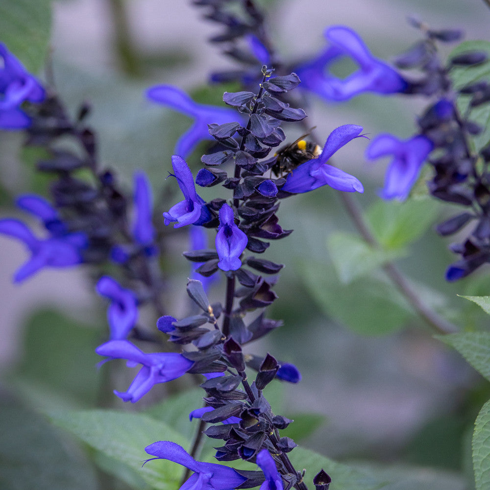 Salvia guaranitica 'Black and Blue'