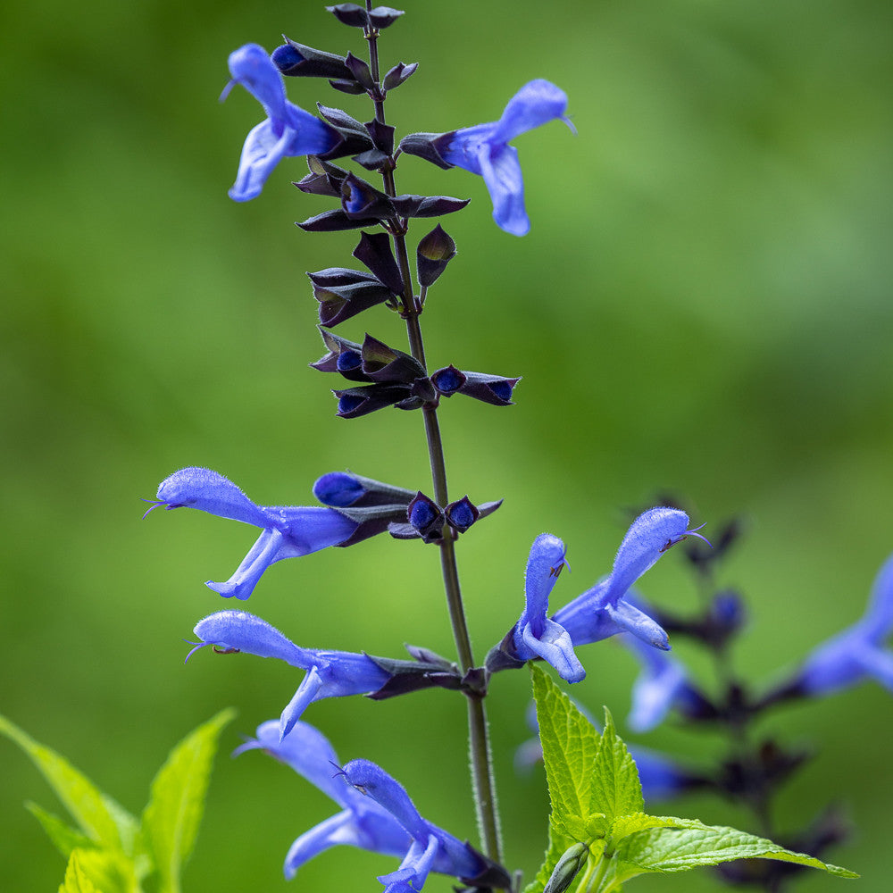 Salvia 'Rockin' Blue Suede Shoes'