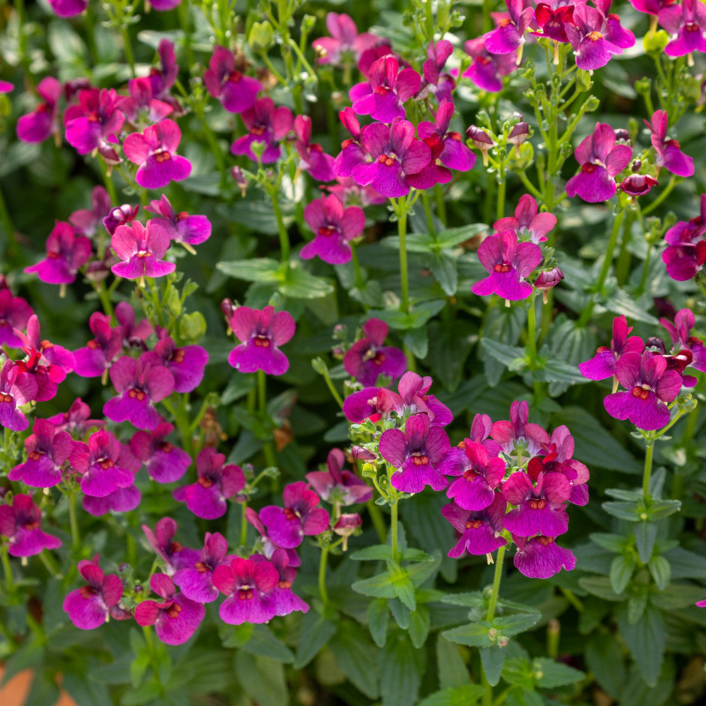 Nemesia 'Lady Ruby'
