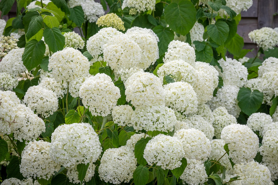 Save up to 50% on Bulbs – Page 10 | Sarah Raven
