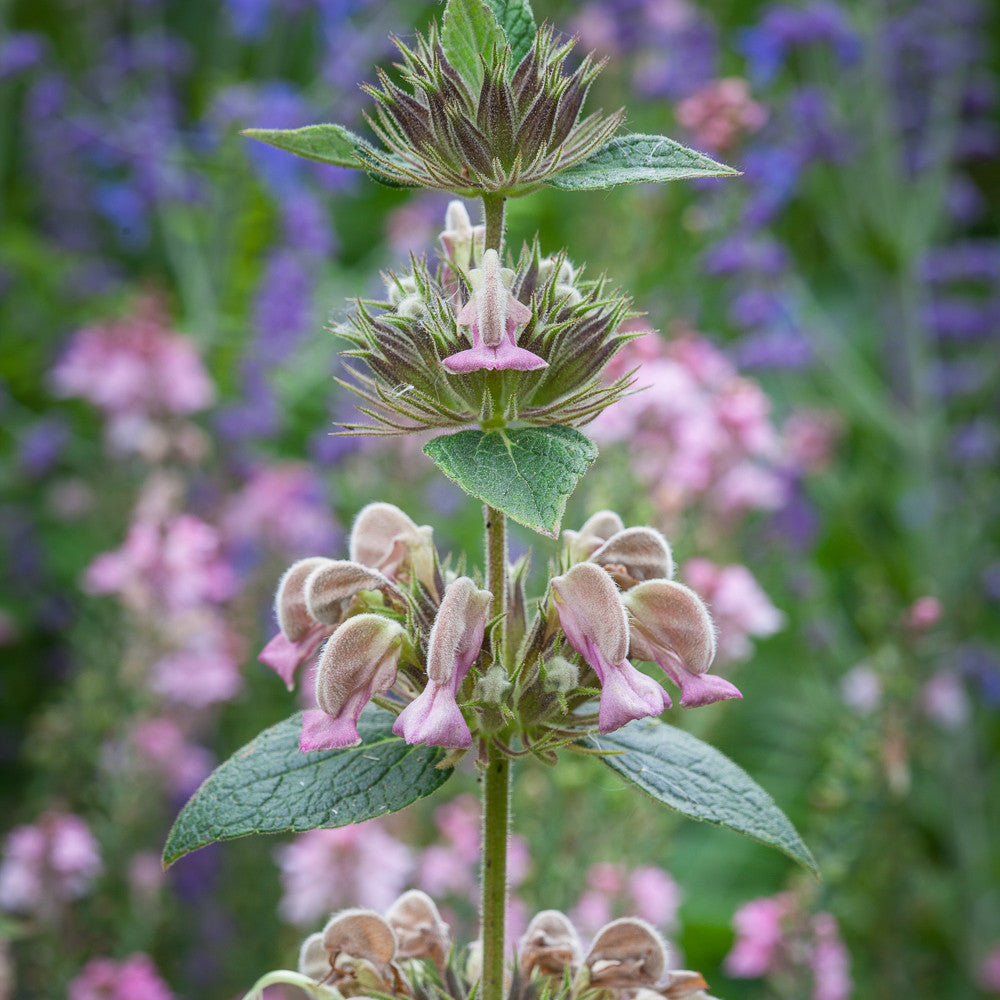Phlomis samia