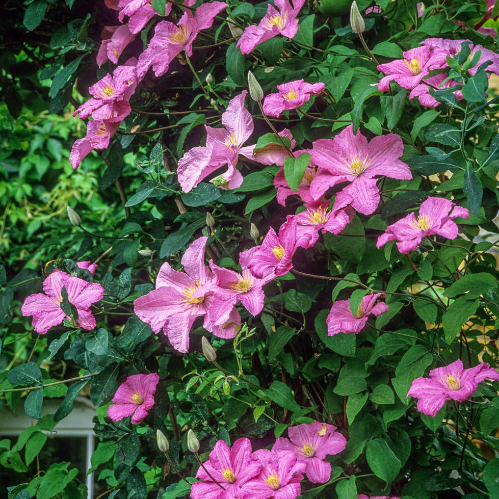 Clematis 'Comtesse de Bouchaud'