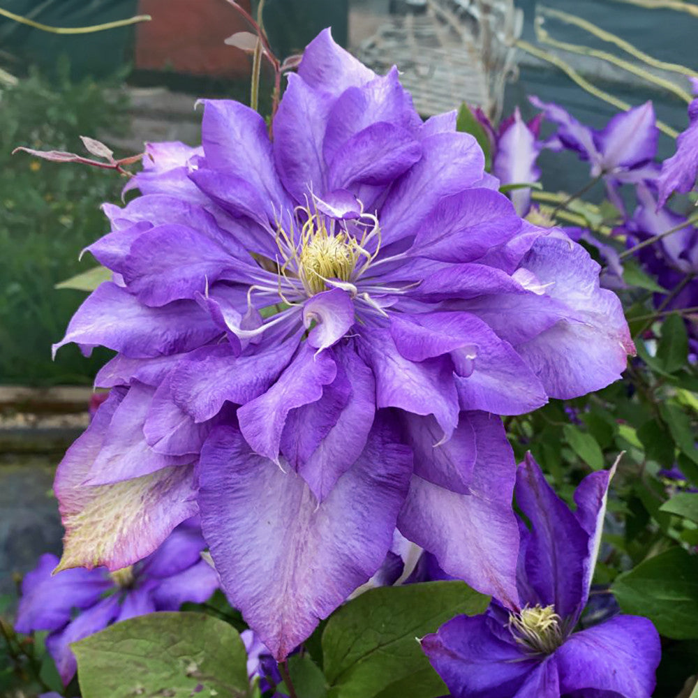 Clematis 'Daniel Deronda'