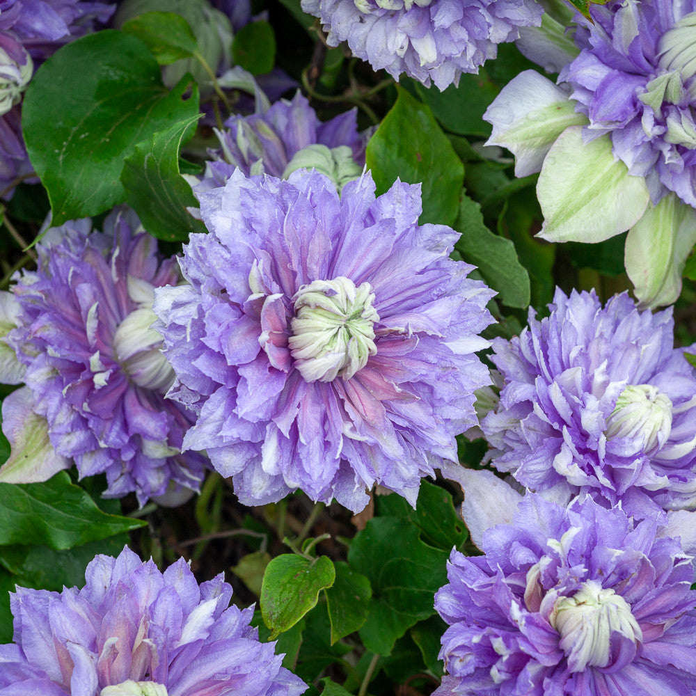 Clematis 'Diamantina' (Regal Collection)
