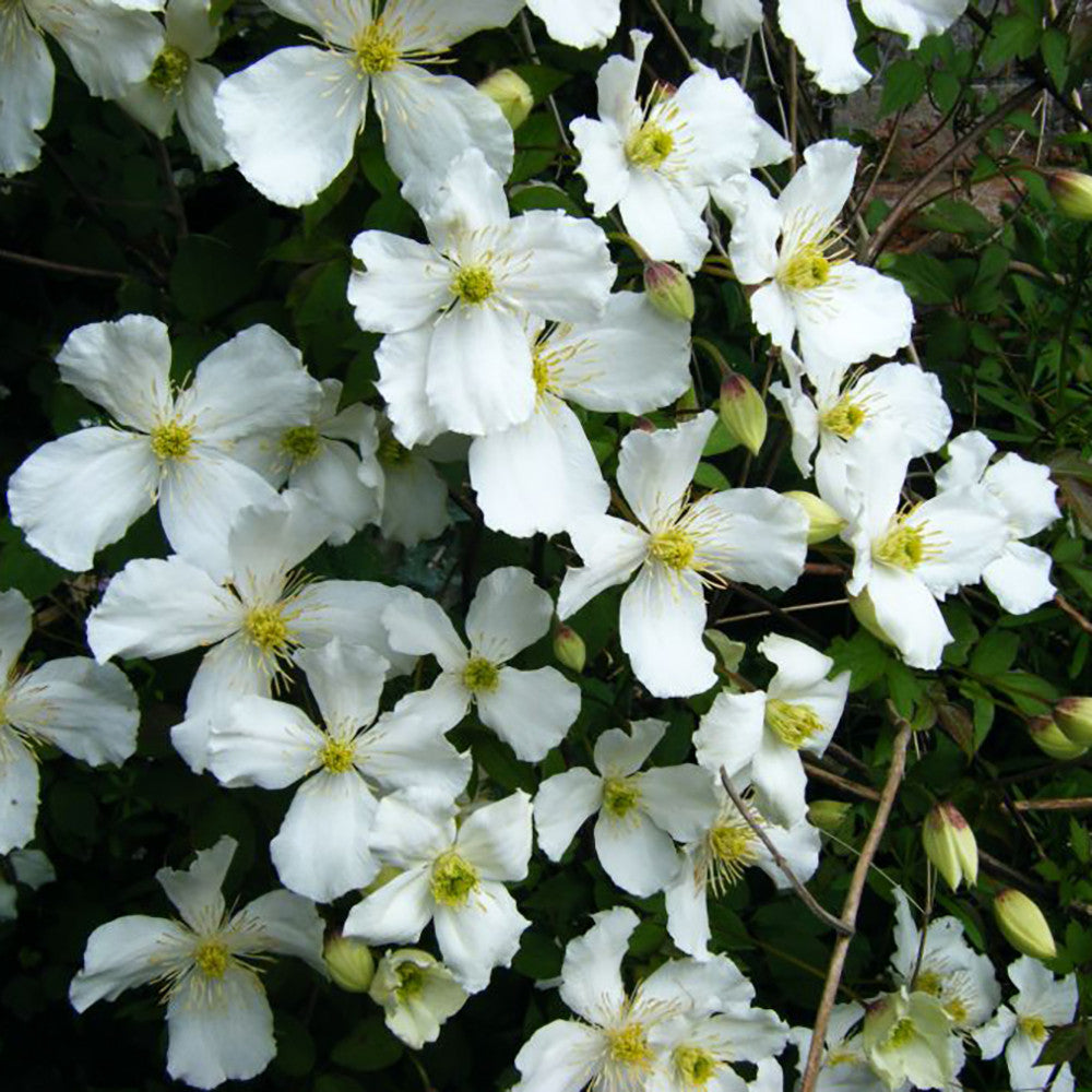 Clematis montana var. grandiflora