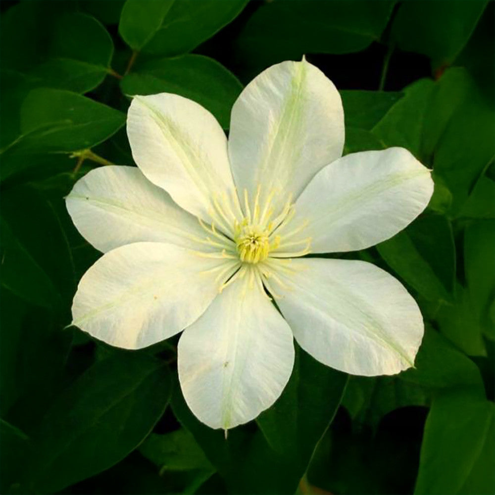 Clematis 'Guernsey Cream'