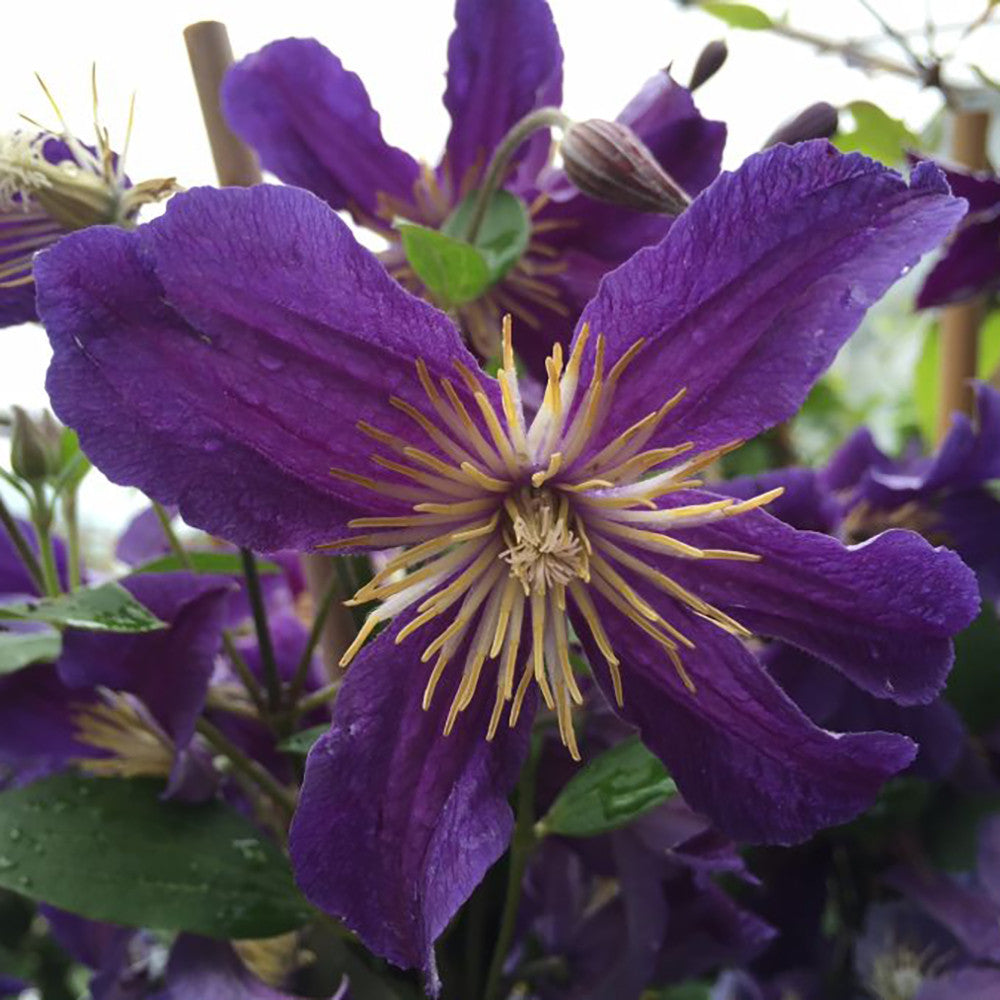 Clematis diversifolia 'Hudson River'