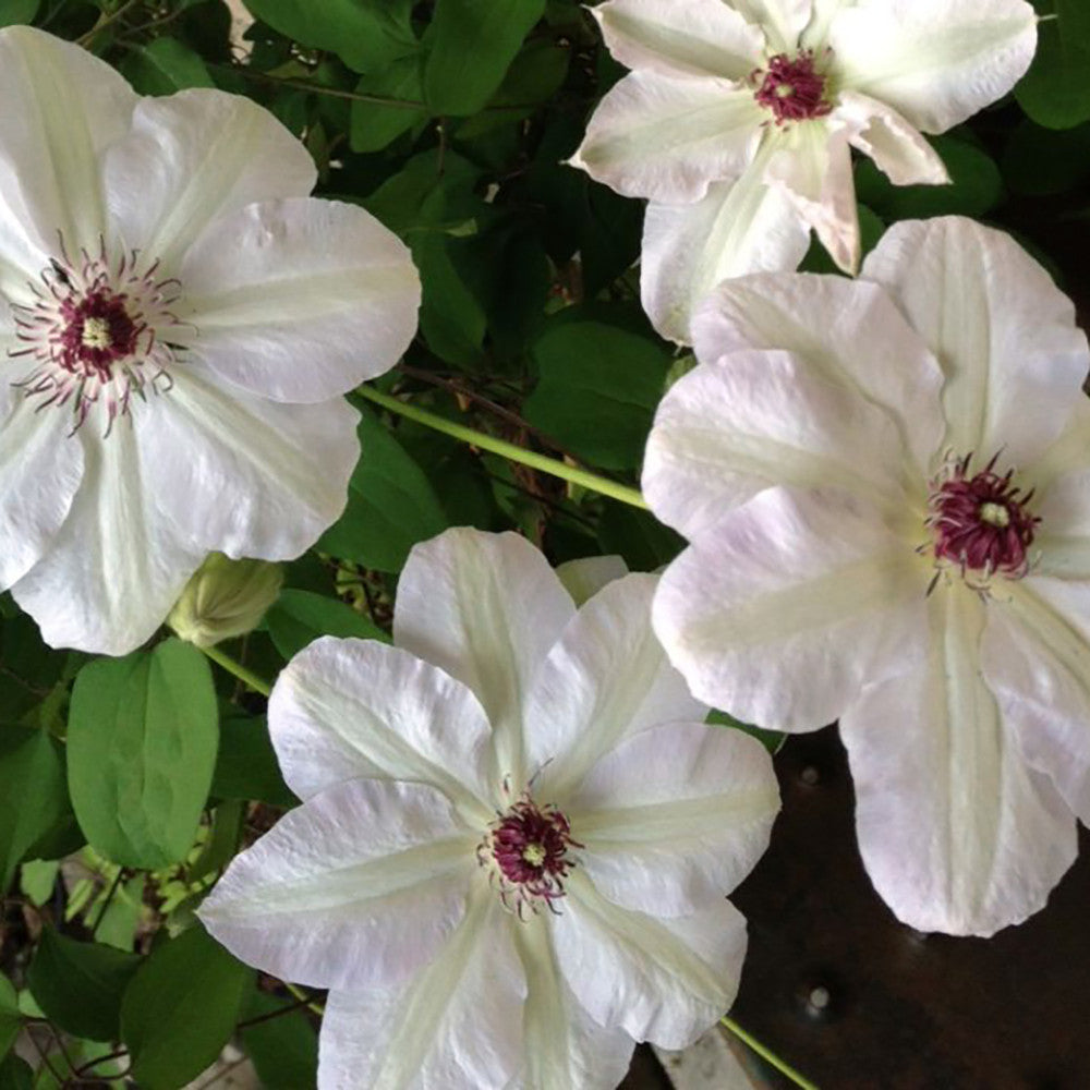 Clematis 'Miss Bateman'