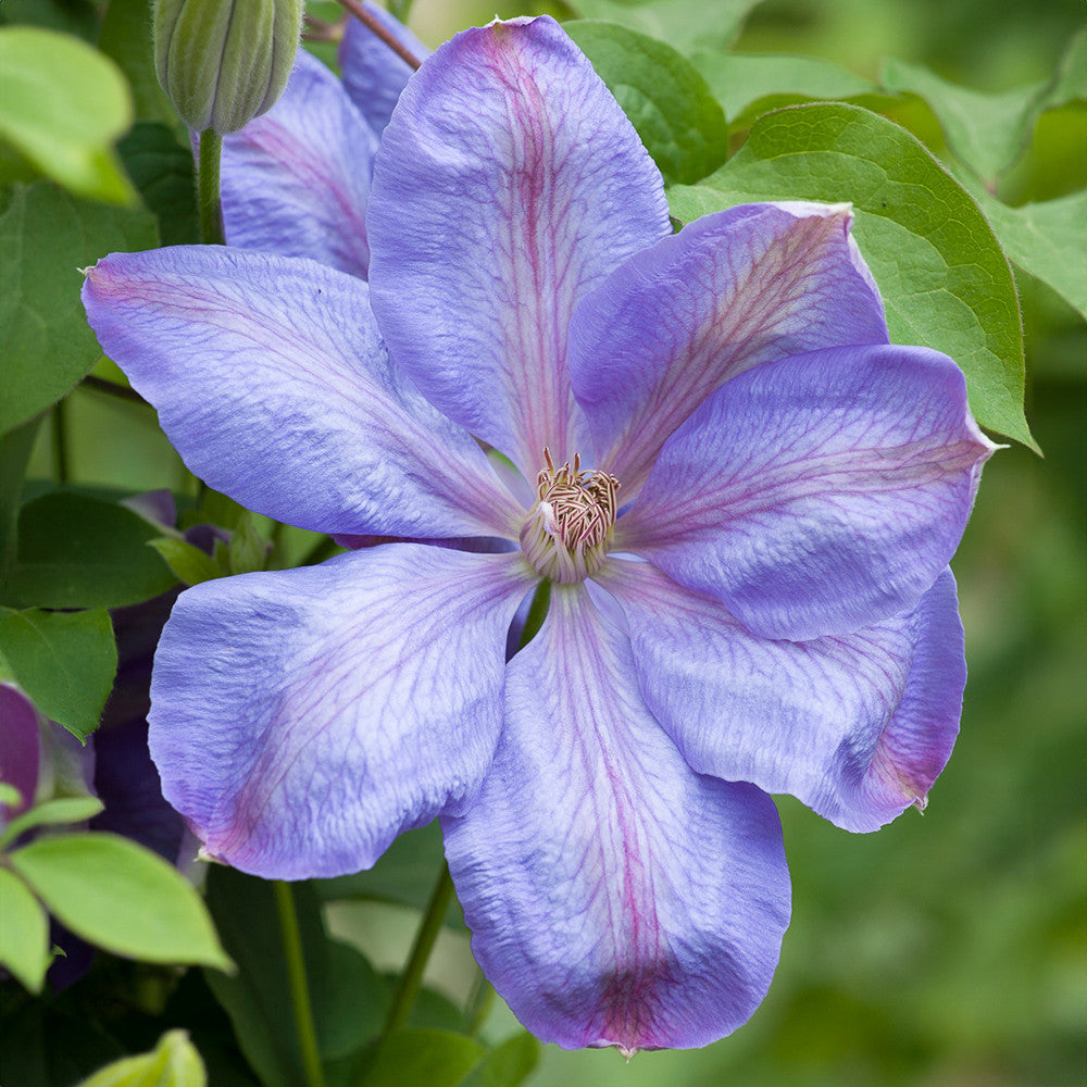 Clematis 'Mrs Cholmondeley'