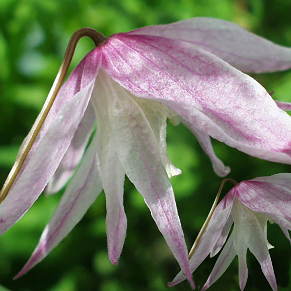 Clematis alpina 'Pink Flamingo'
