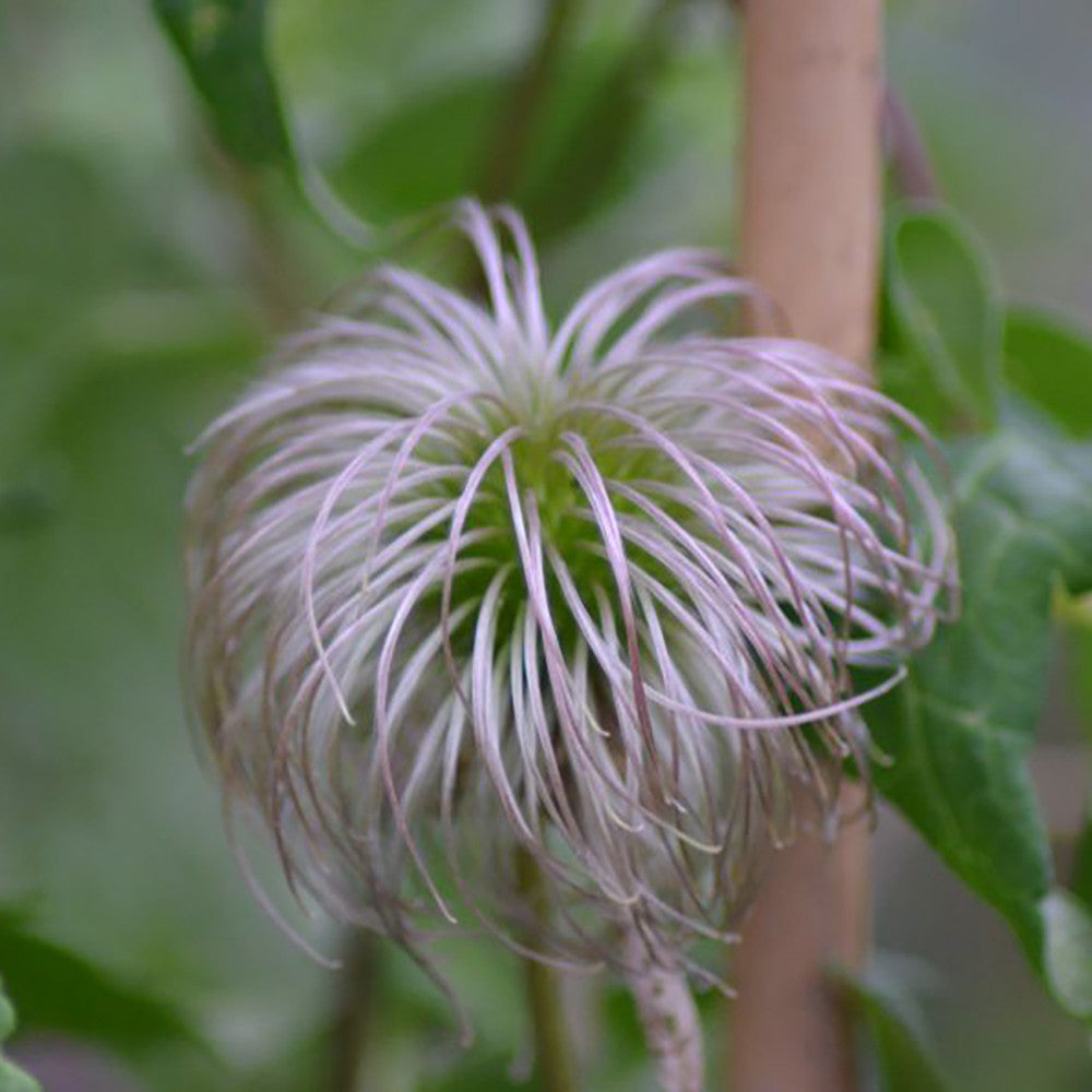 Clematis alpina 'Pink Flamingo'