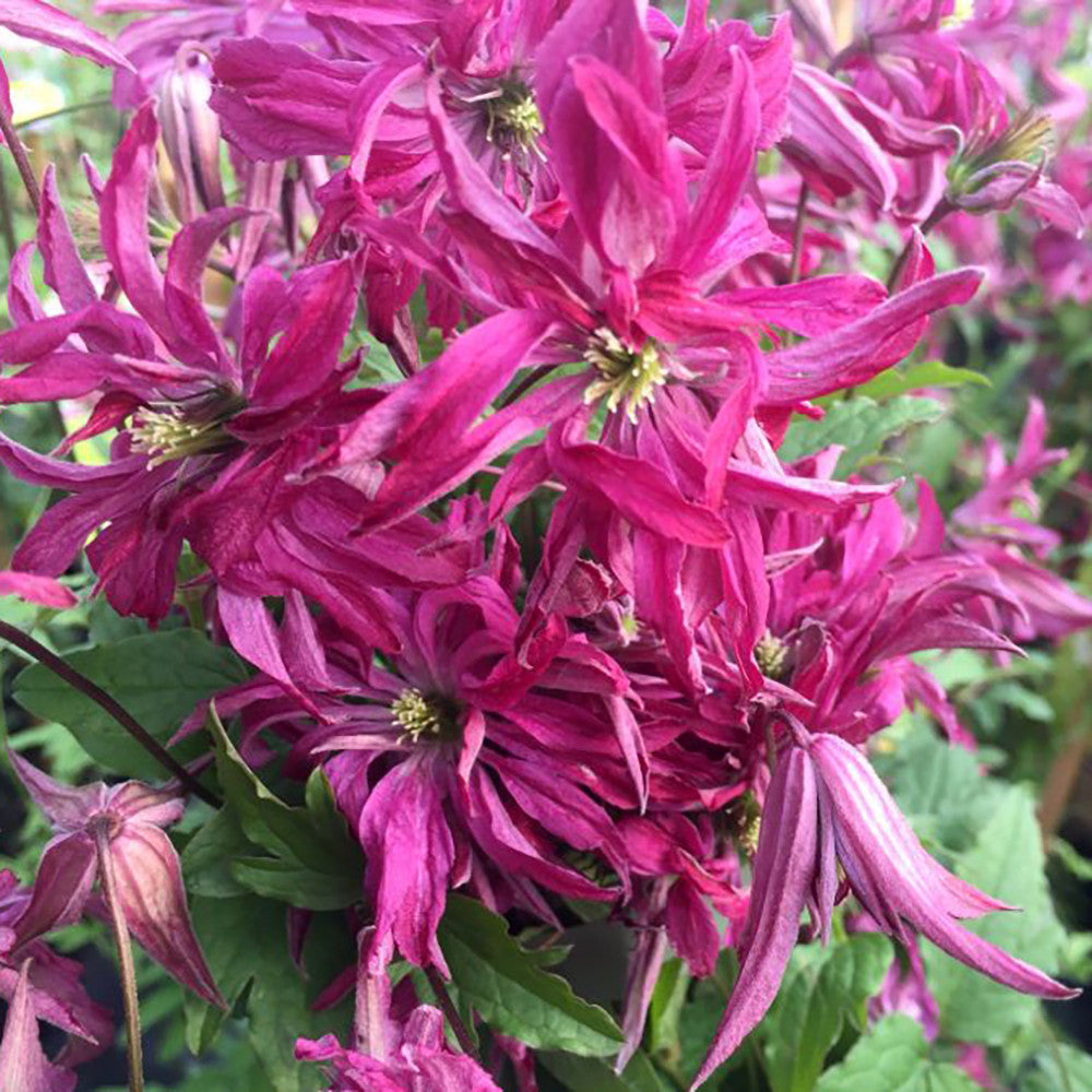 Clematis viticella 'Rosalyn'