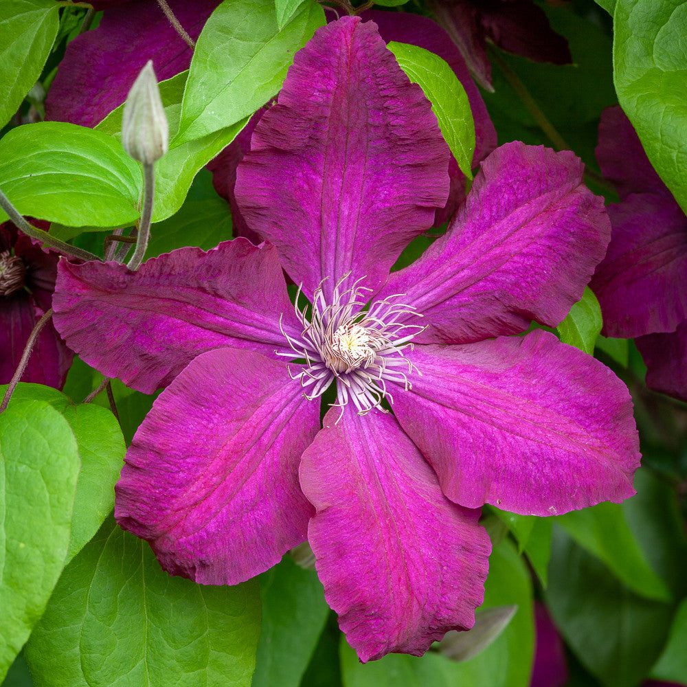 Clematis 'Rouge Cardinal'