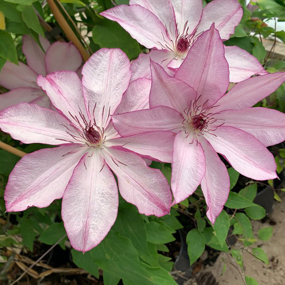 Clematis 'Omoshiro'
