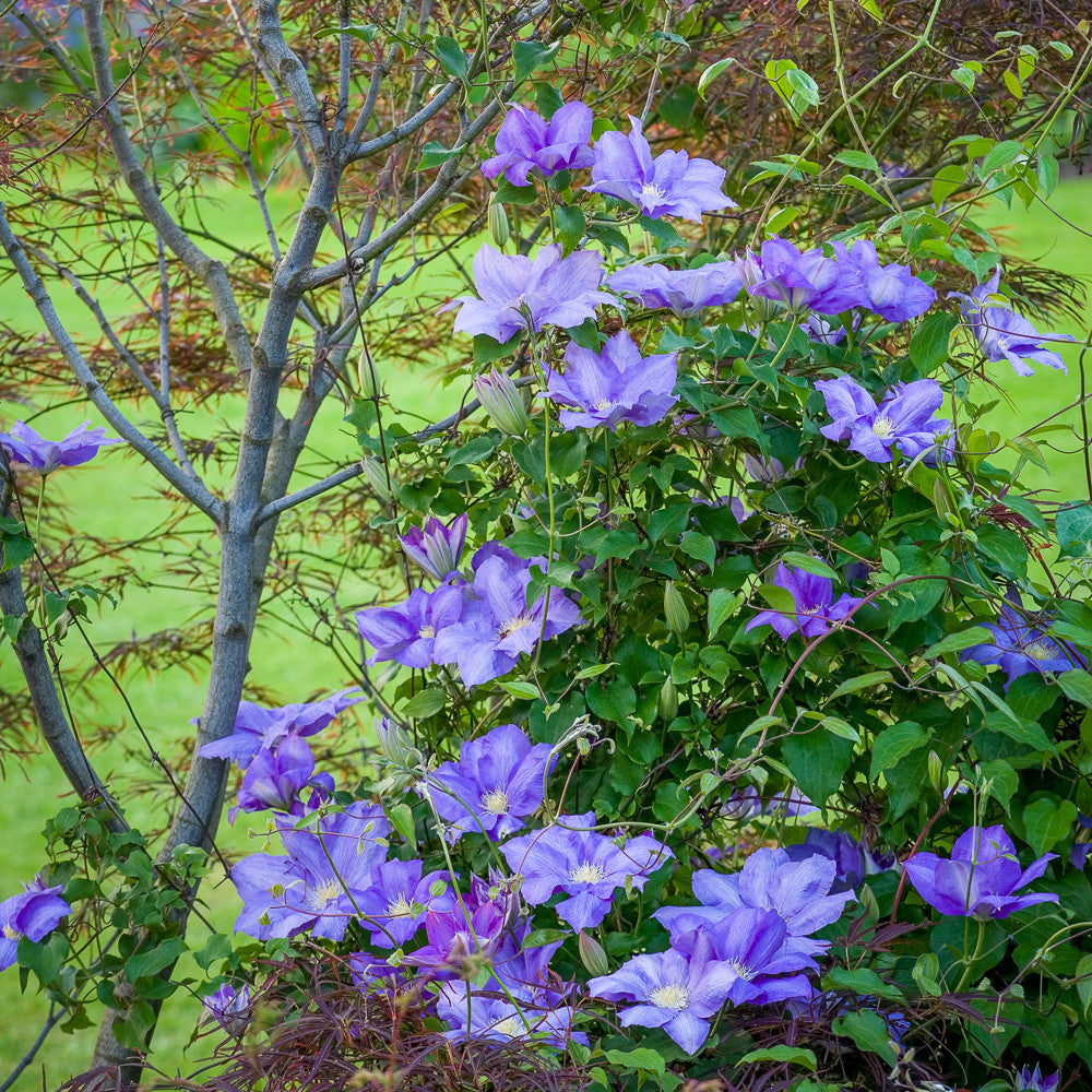 Clematis 'H F Young'