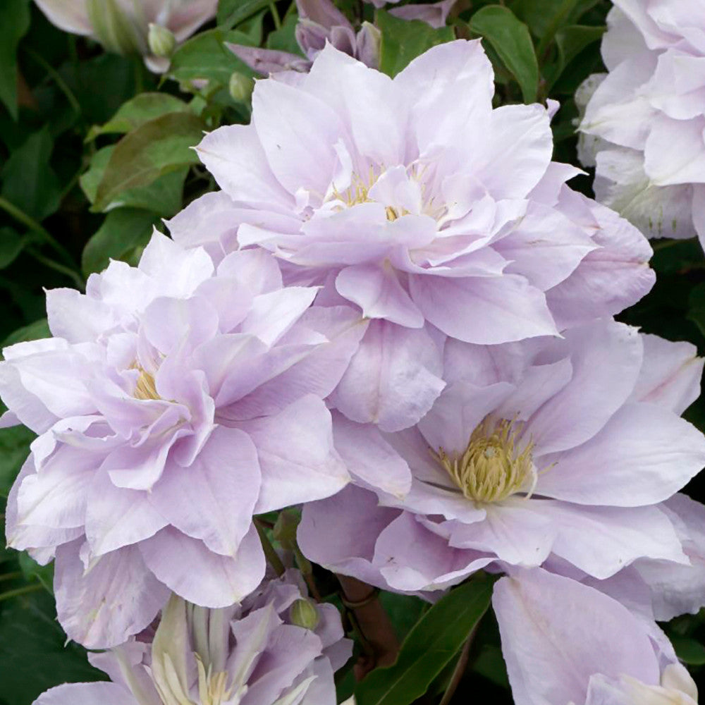 Clematis 'Bellissima'