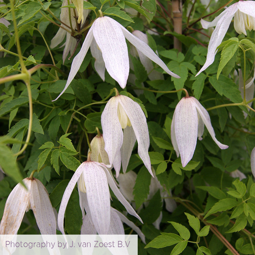 Clematis koreana 'Broughton Bride'