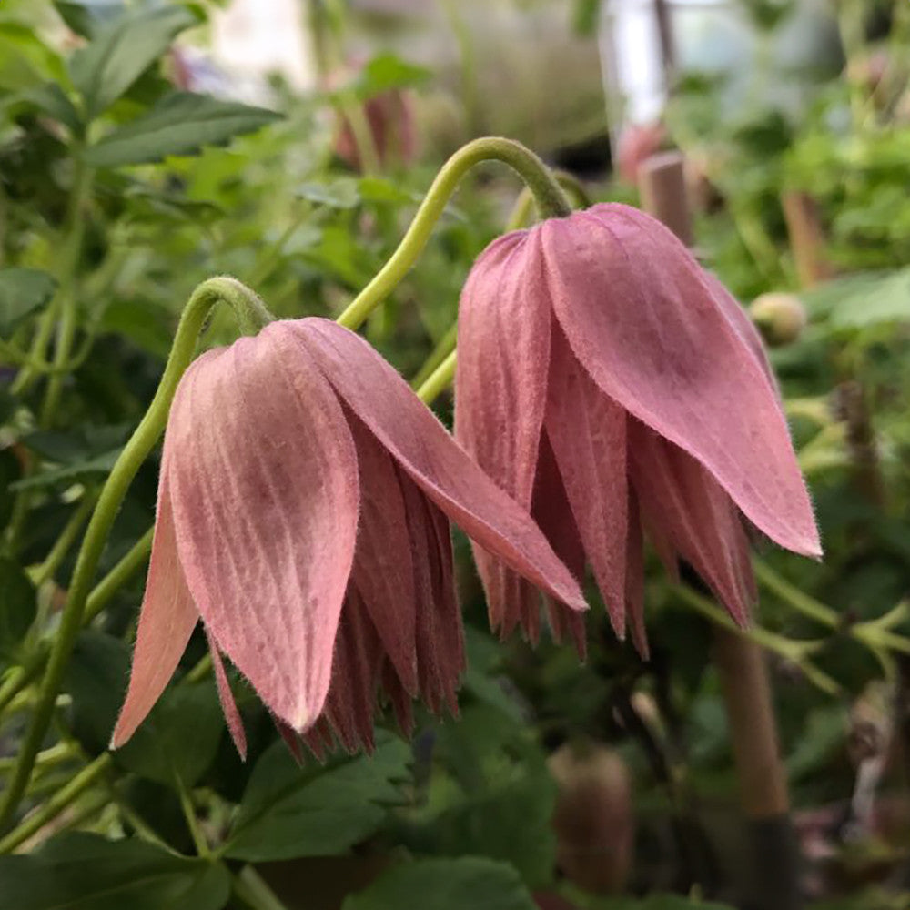 Clematis macropetala 'Country Rose'