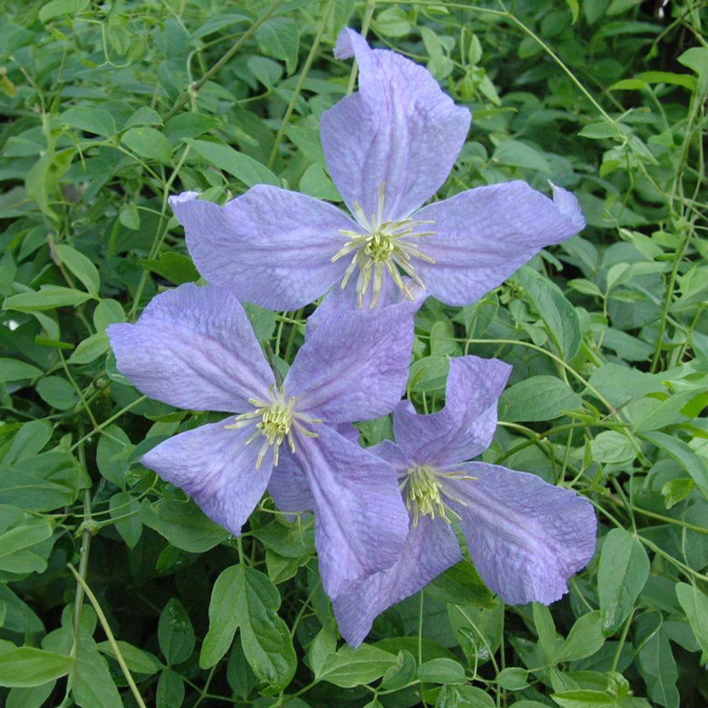 Clematis viticella 'Emilia Plater'