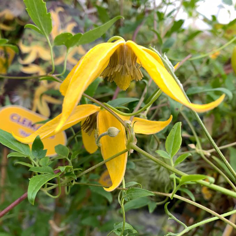Clematis tangutica 'Helios'