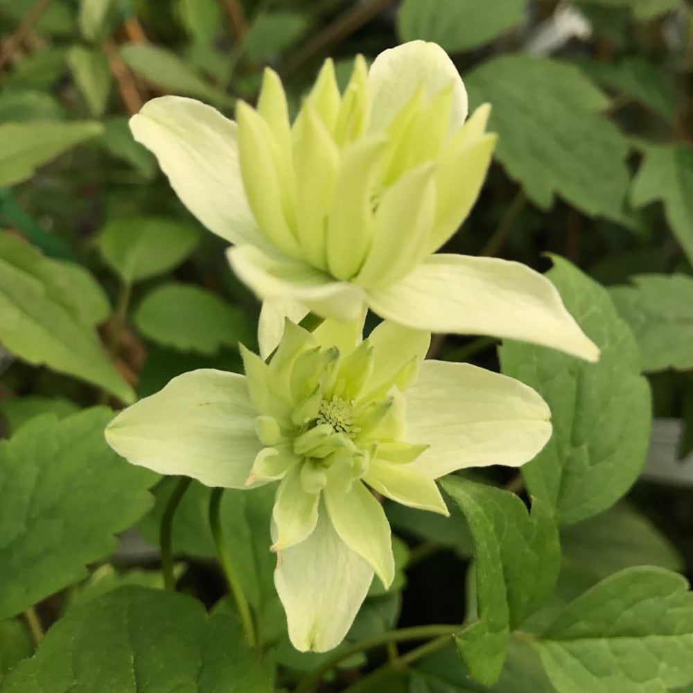Clematis montana 'Primrose Star'