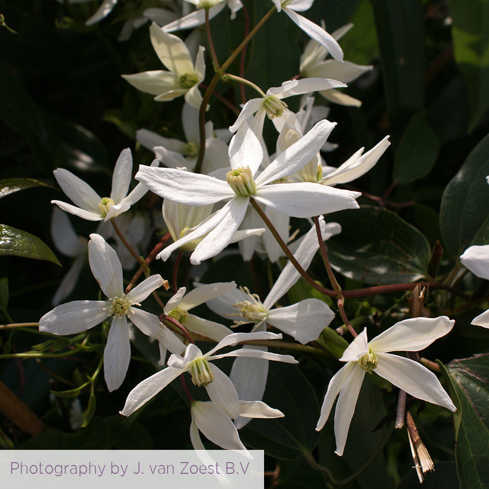 Clematis armandii 'Snowdrift'
