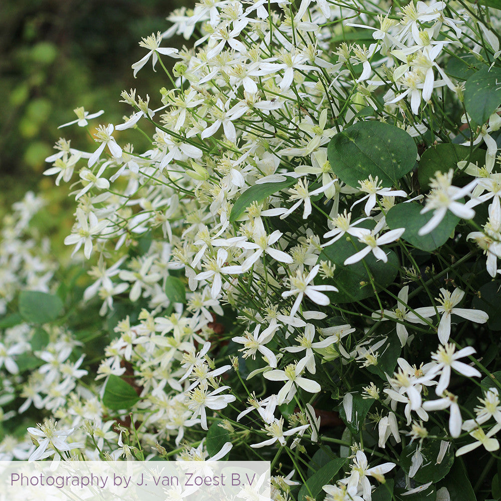 Clematis terniflora