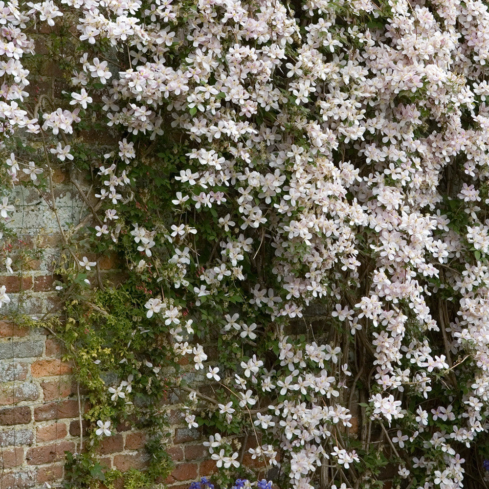 Clematis montana var. rubens 'Tetrarose'